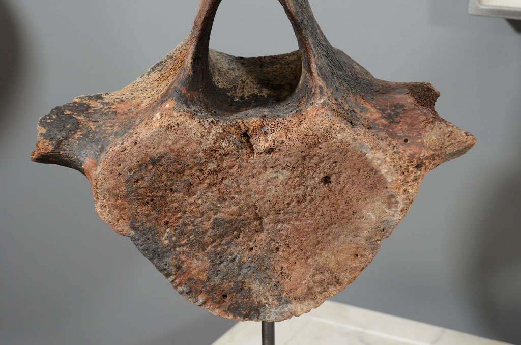 whale vertebrae for sale