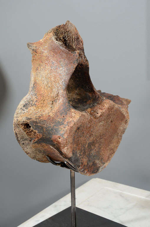 whale bone vertebrae for sale