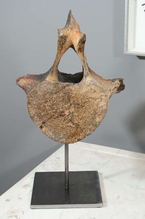 19th Century Ancient Whale Bone/Vertebra on stand For Sale
