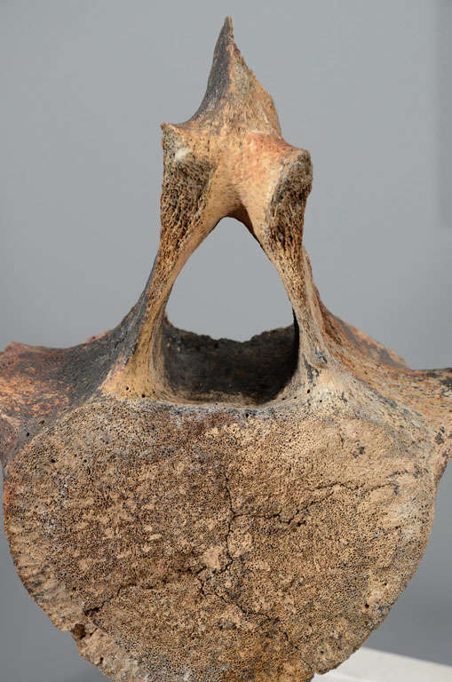 Ancient Whale Bone/Vertebra on stand For Sale 1