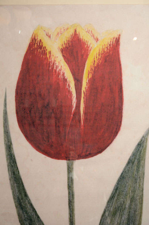 Dutch Tulip Prints, Framed Pair 5