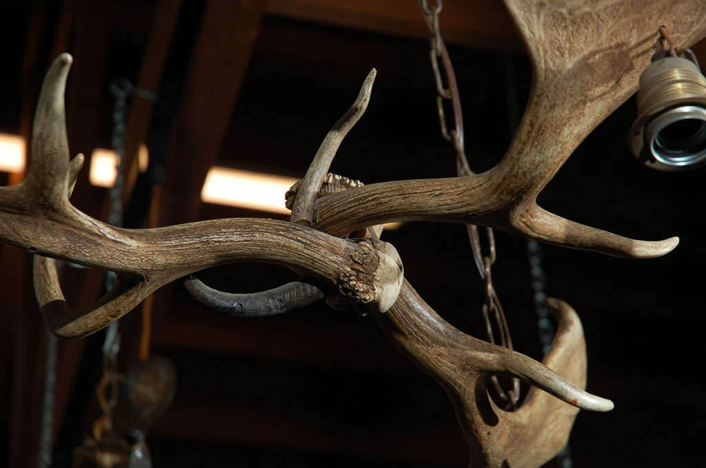 Antler Elk Horn Three Light Chandelier For Sale