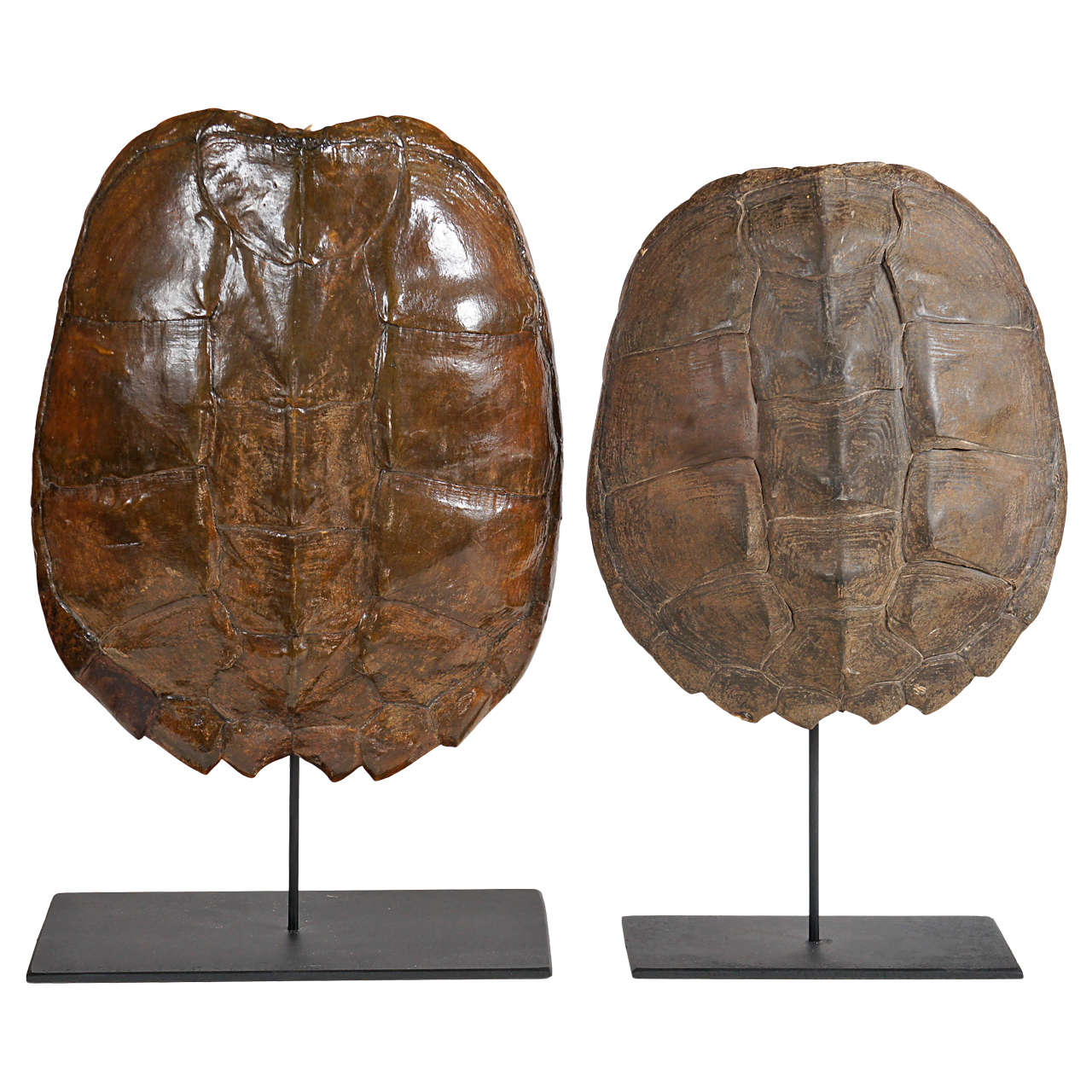 A Pair of Mounted Turtle Shells