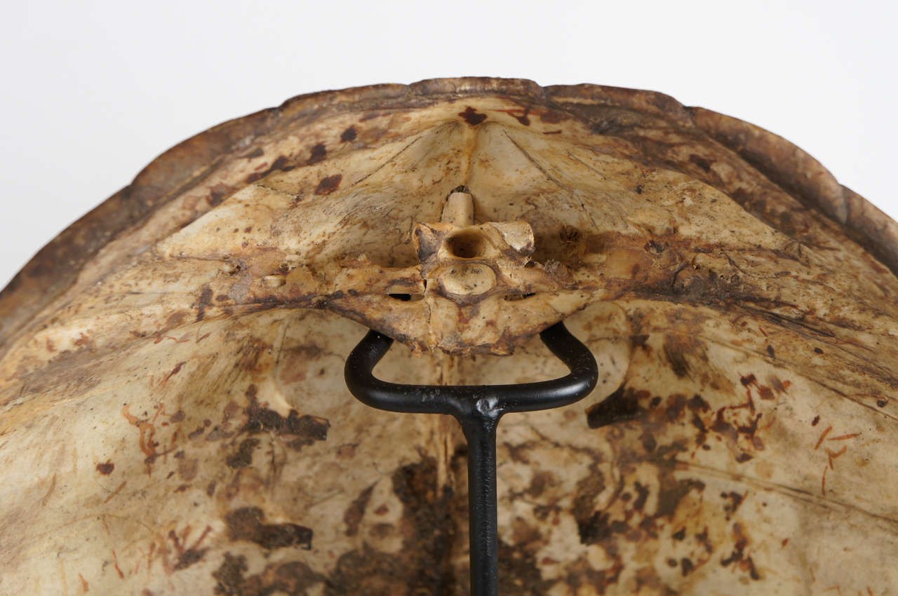 American A Pair of Mounted Turtle Shells