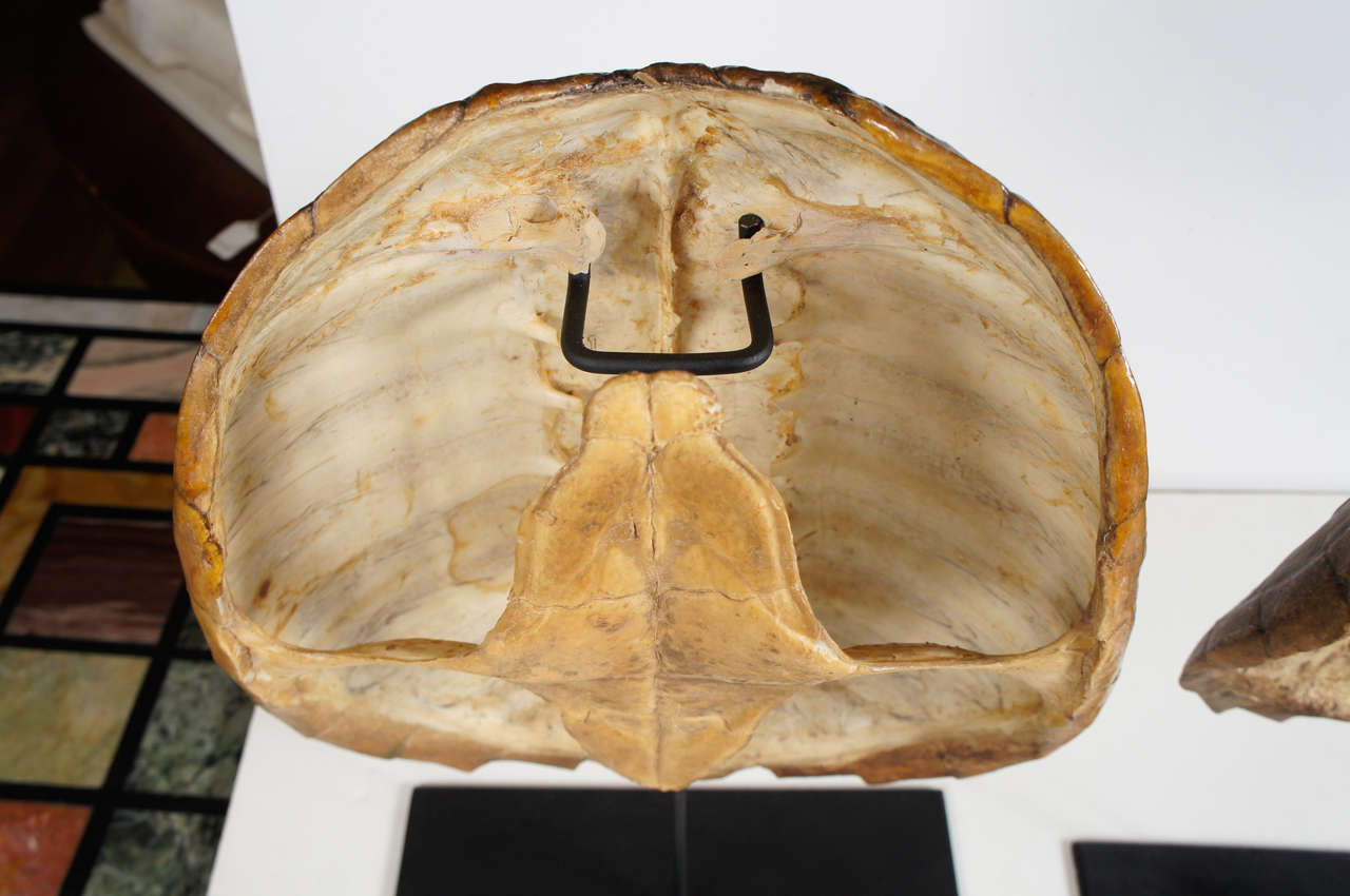 A Pair of Mounted Turtle Shells In Good Condition In Hudson, NY