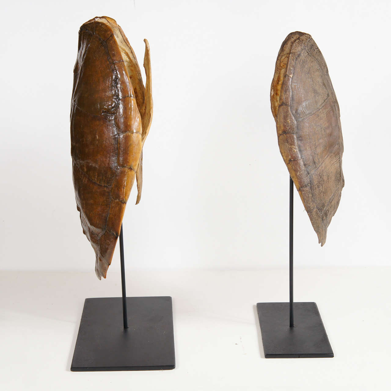 20th Century A Pair of Mounted Turtle Shells