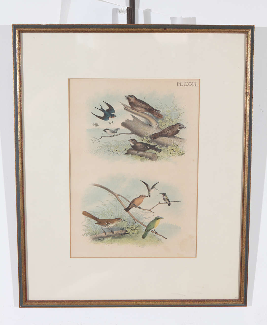 These lovely bird prints are handsomely framed in antique frames in complimentary tones of teal and rust paint with gold gilt. The delightful bird vignettes have an idyllic quality with a variety of species of birds perched and in flight.