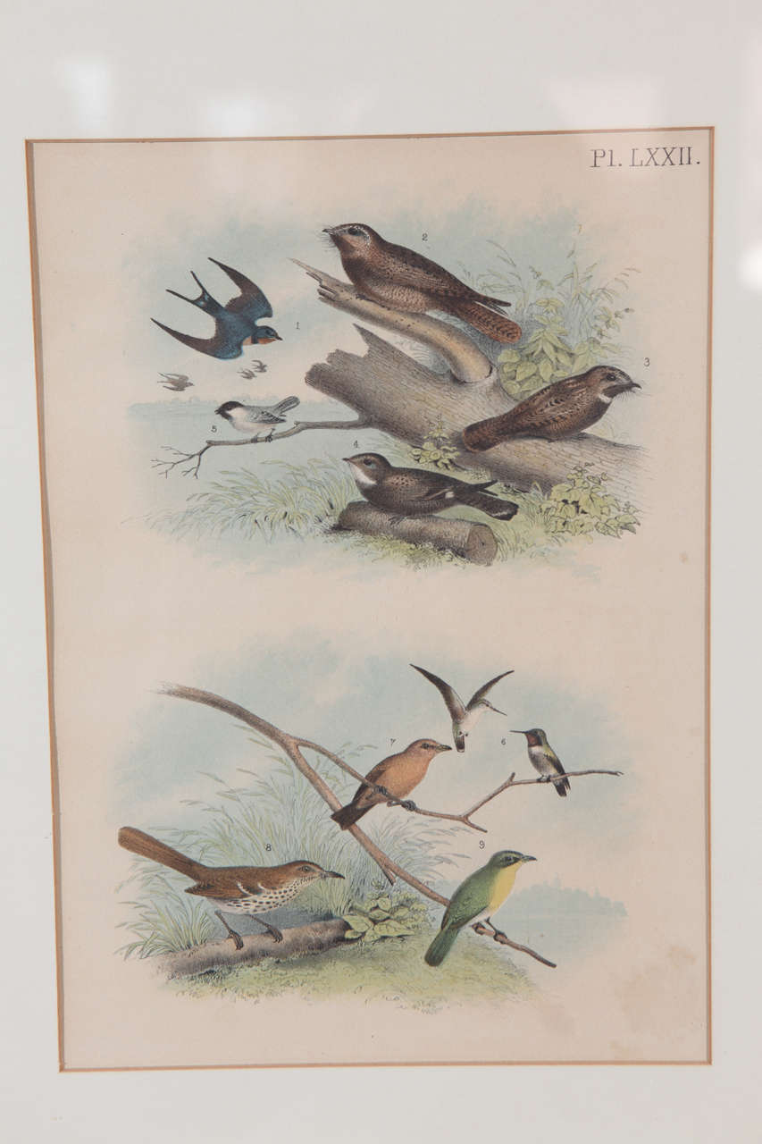 Victorian Pair of Framed Bird Prints For Sale