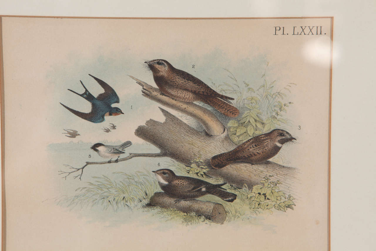 Gilt Pair of Framed Bird Prints For Sale