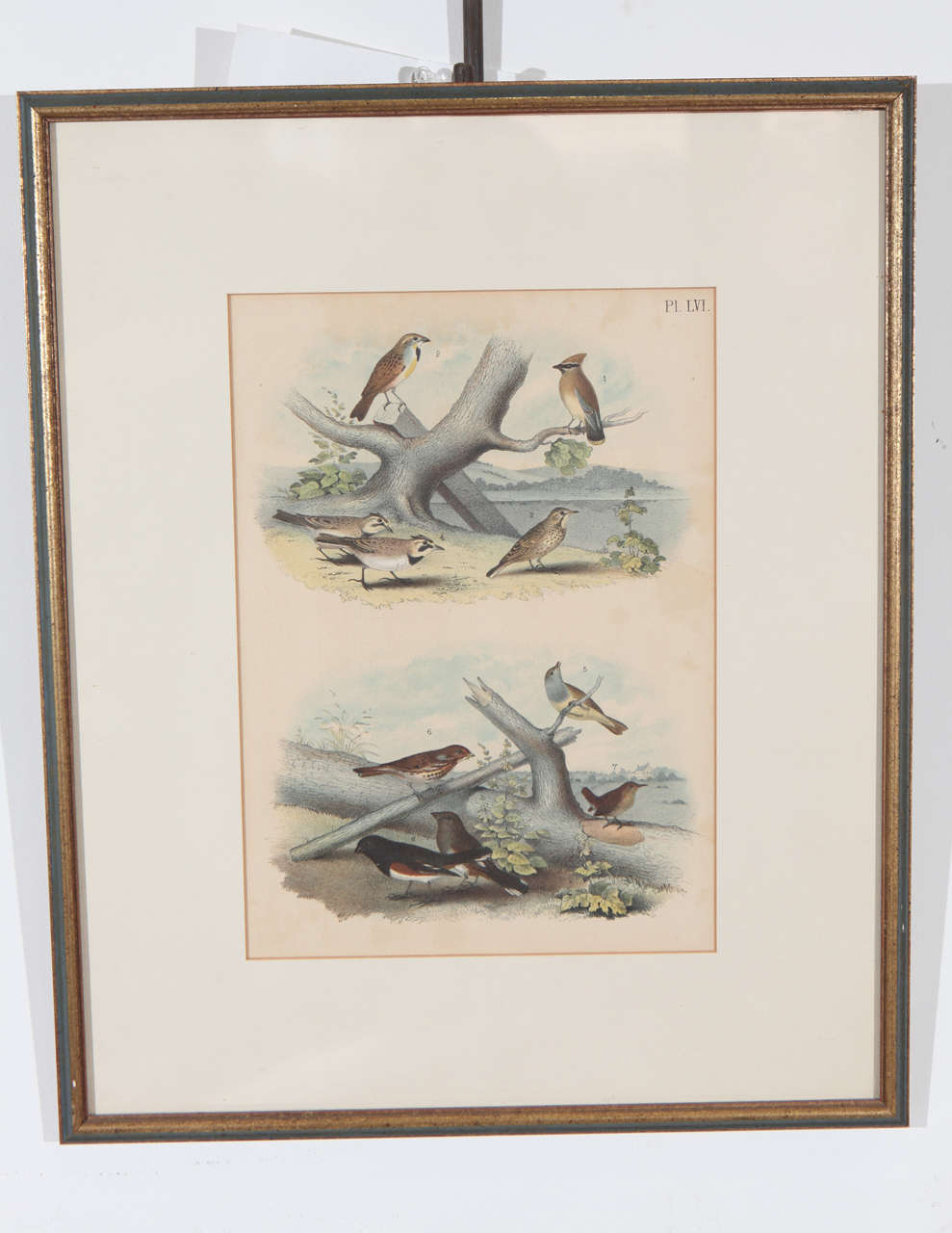 19th Century Pair of Framed Bird Prints For Sale