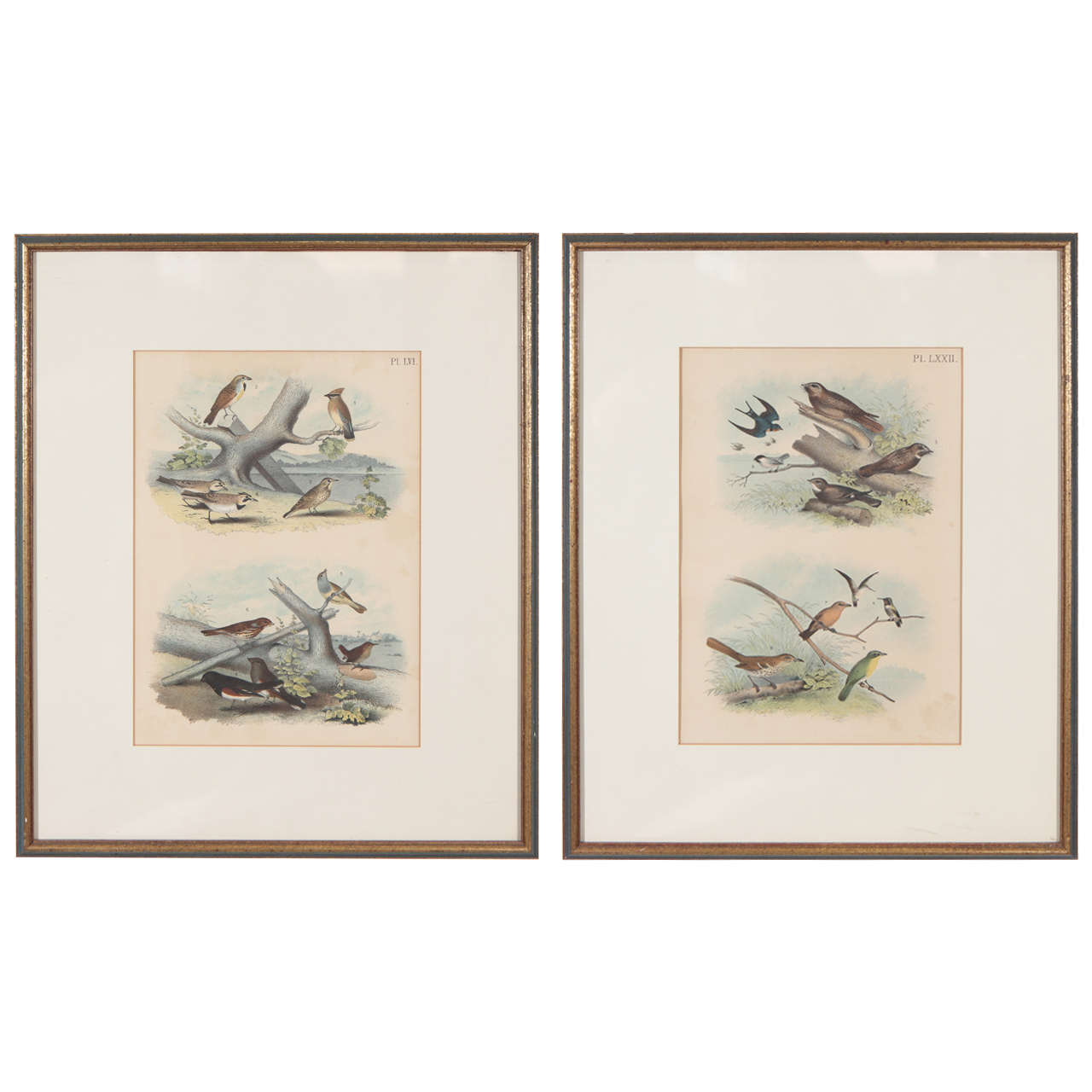 Pair of Framed Bird Prints For Sale