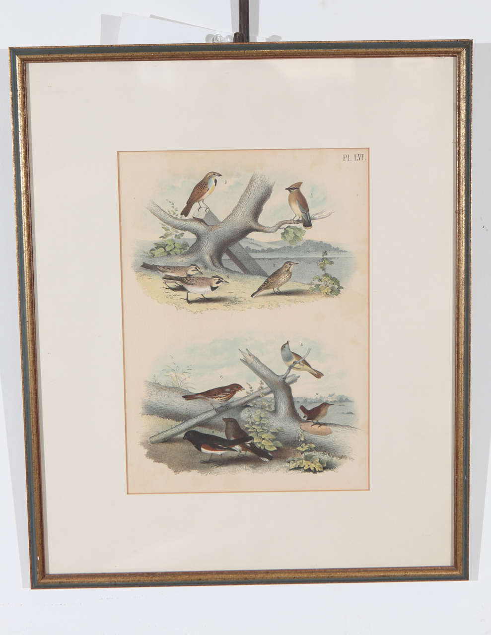 Pair of Framed Bird Prints For Sale at 1stDibs