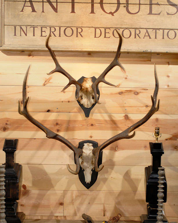 Antlers from England mounted on black wooden plaques. Avaible in small, medium, or large. Small and large pictured.
small: $740
medium: $865
large: $990