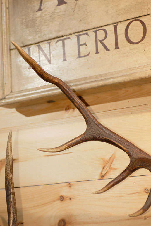 20th Century Antler Mounts For Sale