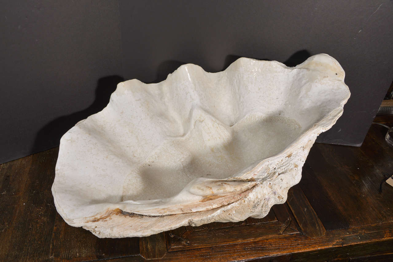 Vintage South Pacific Clam Shell
