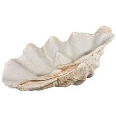 Vintage South Pacific Clam Shell