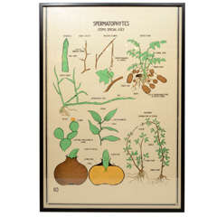 Vintage Botanical Chart Poster