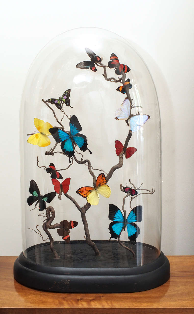 Brightly colored specimen butterflies mounted to natural branches and displayed under a glass dome; black painted wooden base