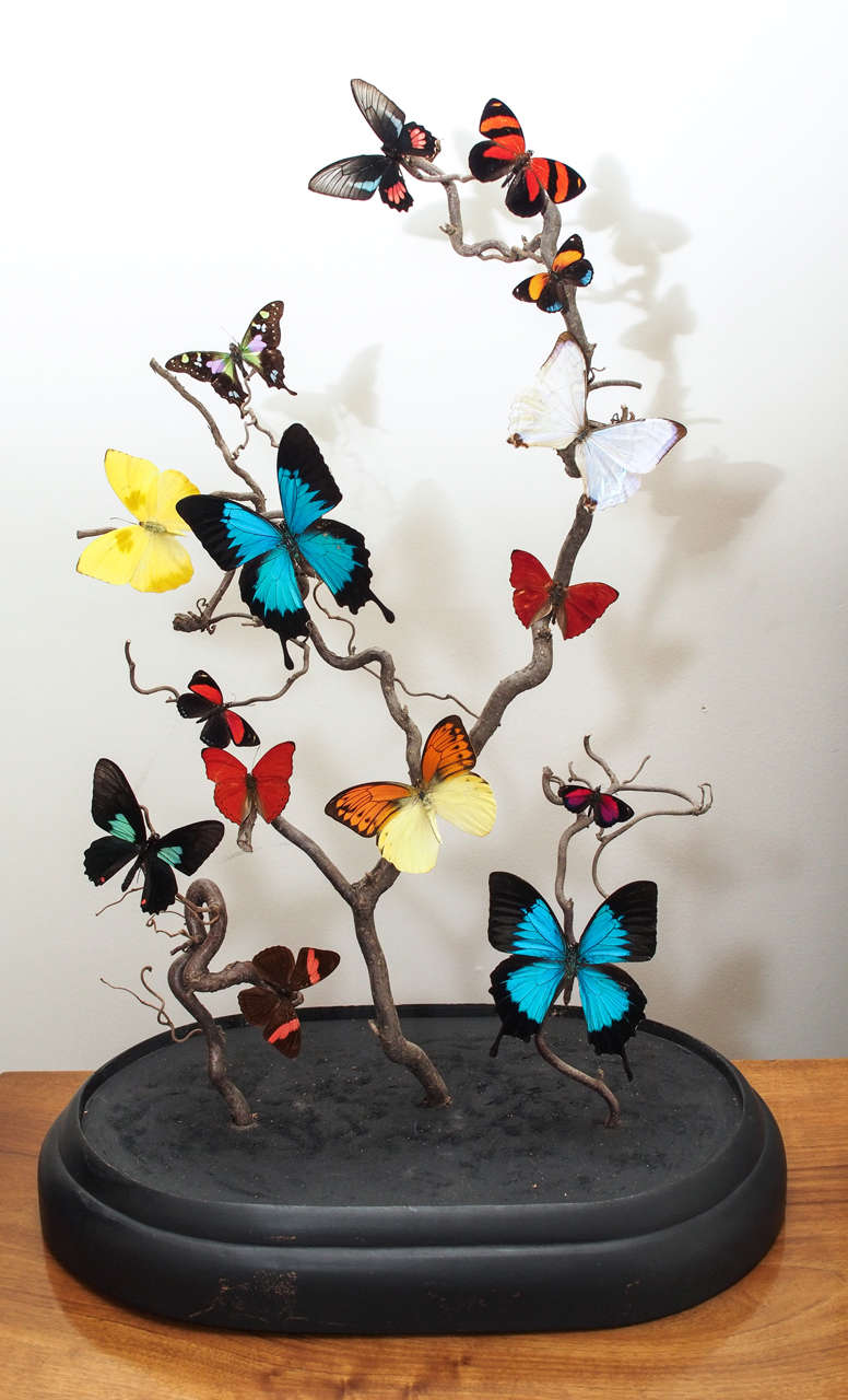 butterflies in glass dome