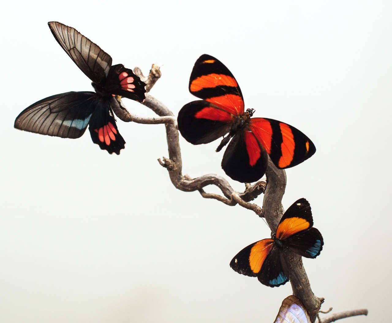 butterfly dome
