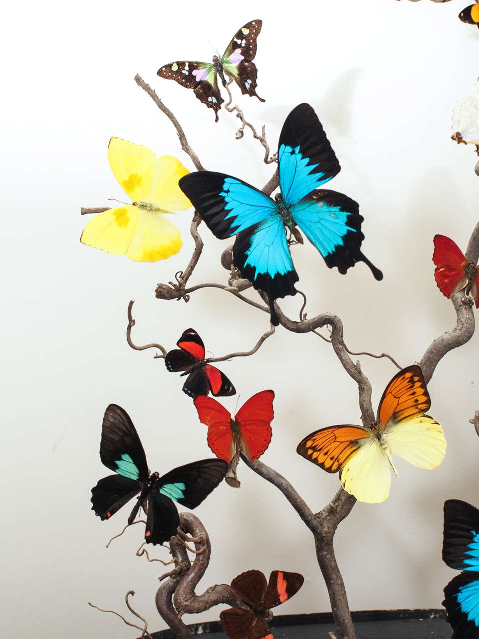 butterfly in glass dome