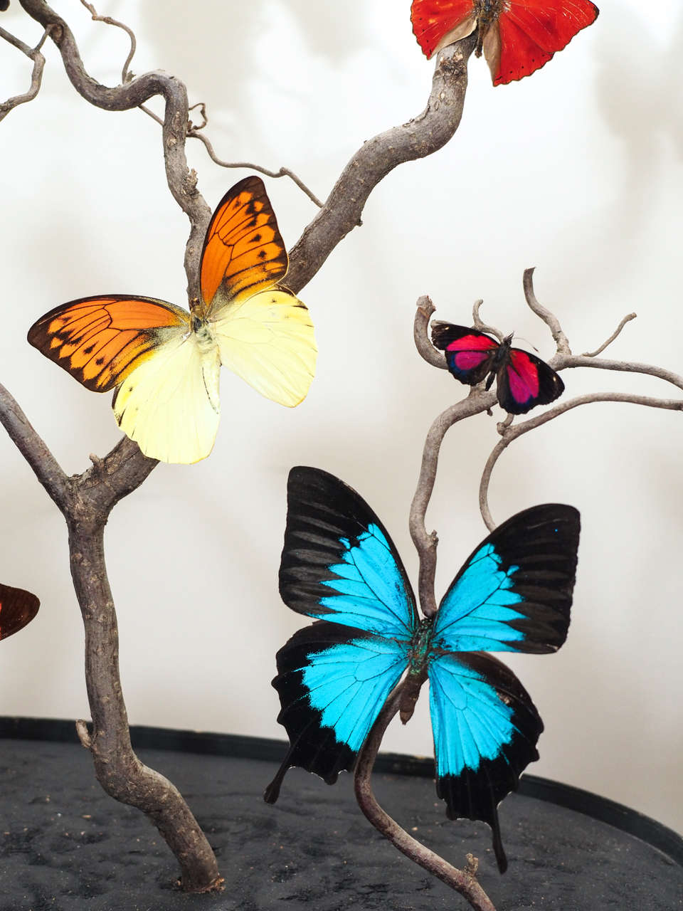 Specimen Butterflies under Glass Dome In Excellent Condition In New Orleans, LA