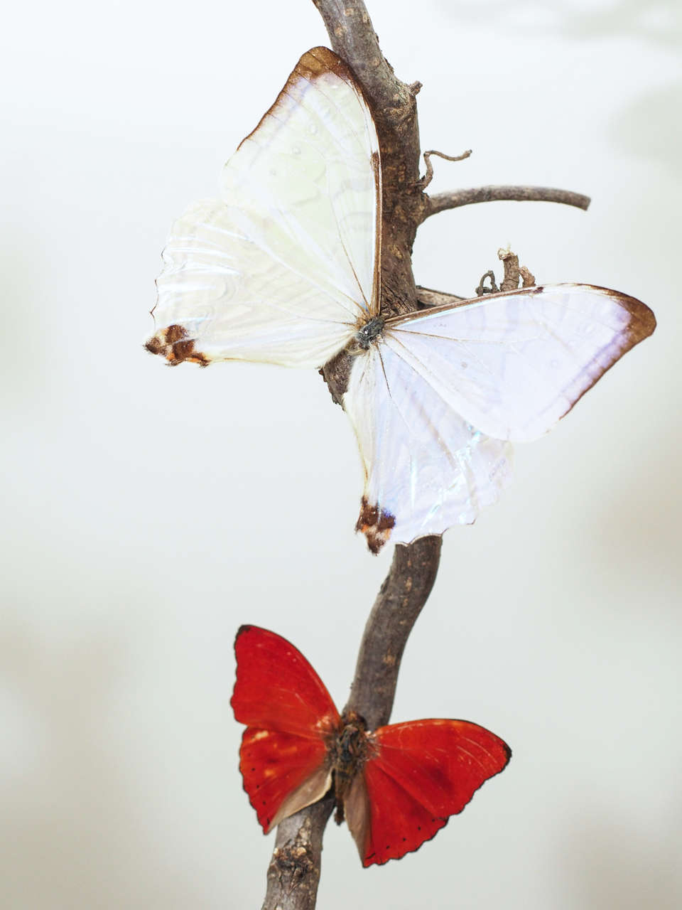 20th Century Specimen Butterflies under Glass Dome