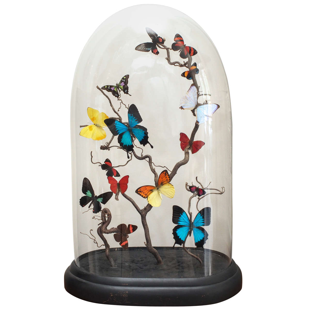 Specimen Butterflies under Glass Dome
