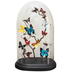 Specimen Butterflies under Glass Dome