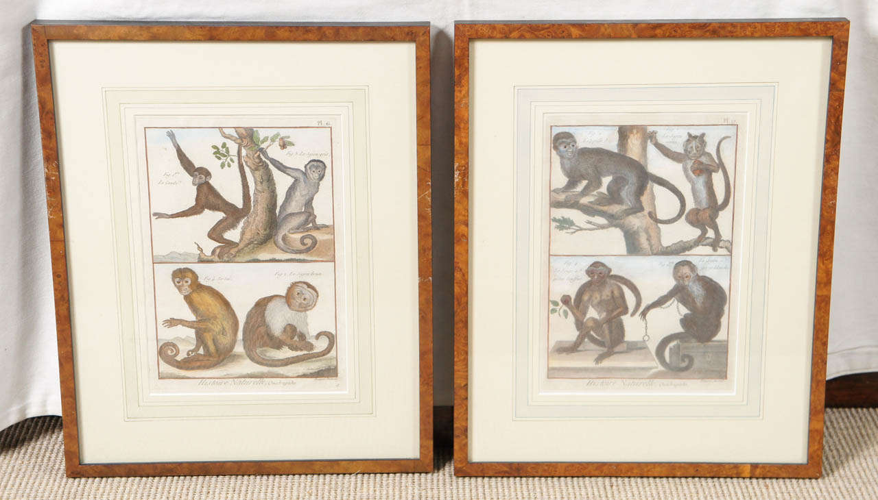 Nice pair of French 18th century hand colored engravings of monkeys. Engraved, Histoire Naturelle, Quadrupedes. Benard Direxit. Plates 16 and 17.