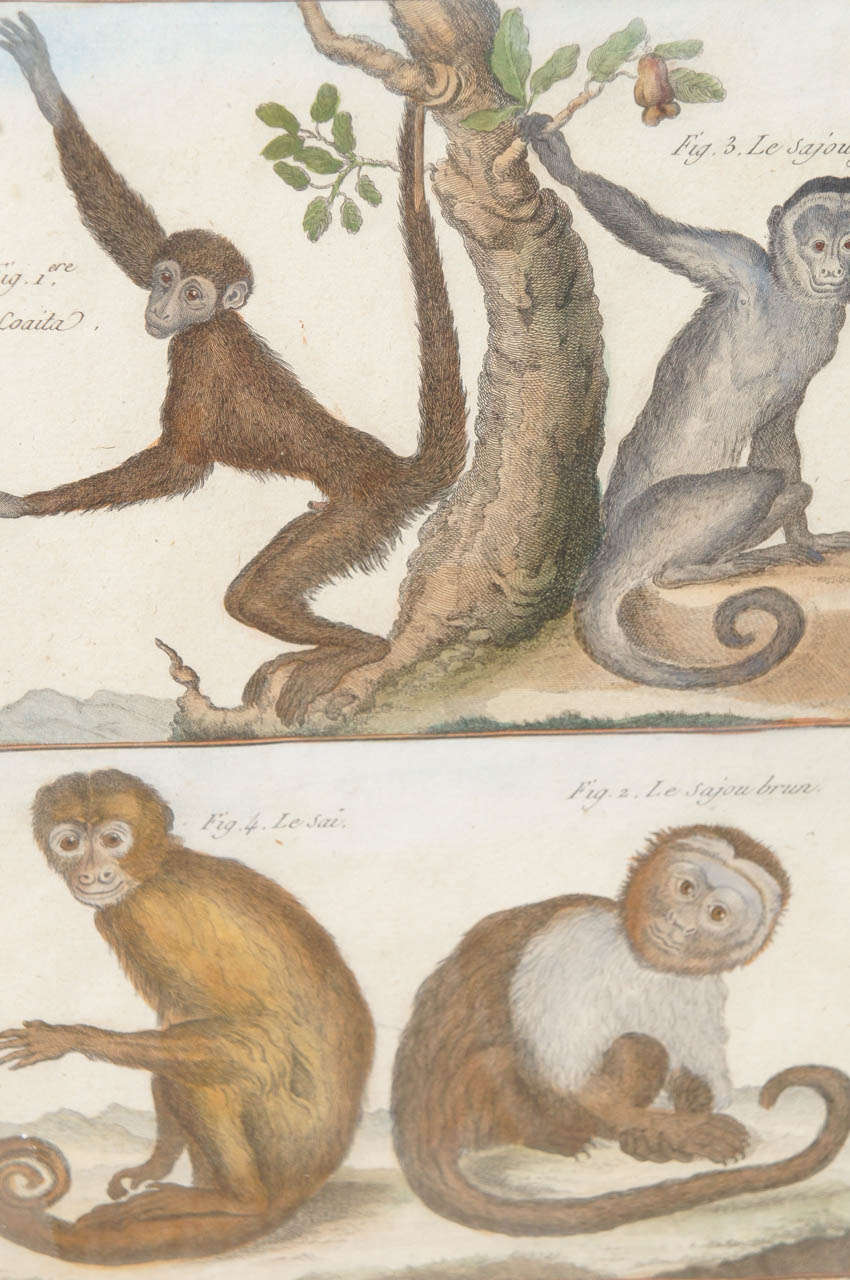 French 18th Century Hand Colored Engravings of Monkeys In Excellent Condition In Millbrook, NY