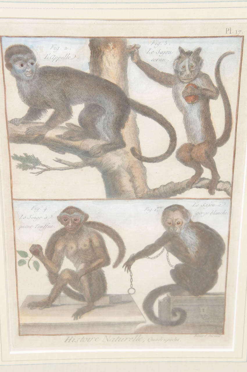 Paper French 18th Century Hand Colored Engravings of Monkeys