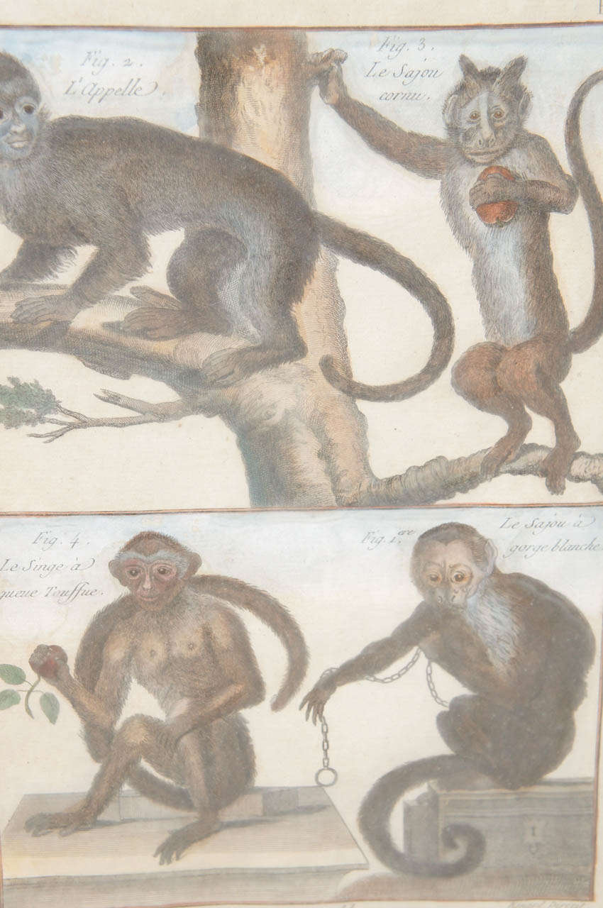 French 18th Century Hand Colored Engravings of Monkeys 1
