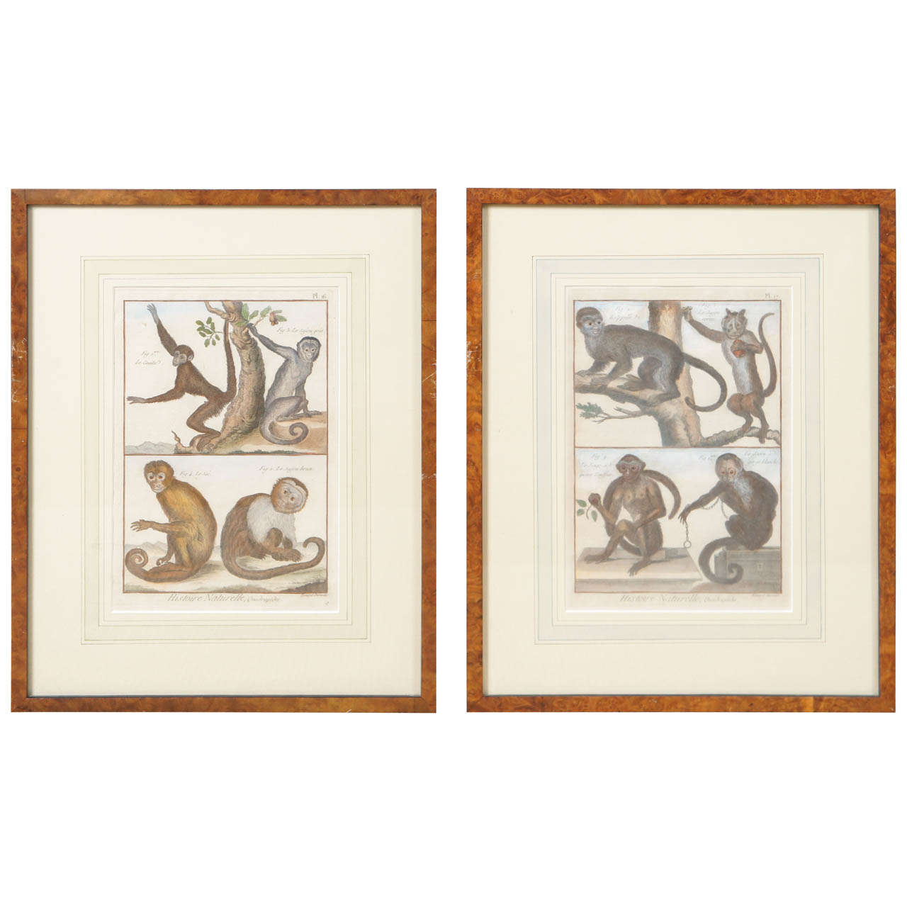 French 18th Century Hand Colored Engravings of Monkeys