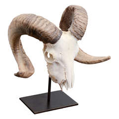 Ram's Skull on Contemporary Metal Base