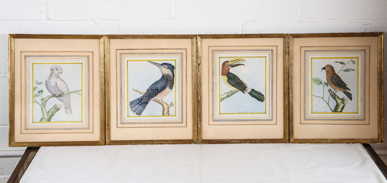 Here is a charming set of four charming watercolors of birds. 
in the original frames with French hand painted matting. The paintings are signed by the artist Joseph de Birze - Paris