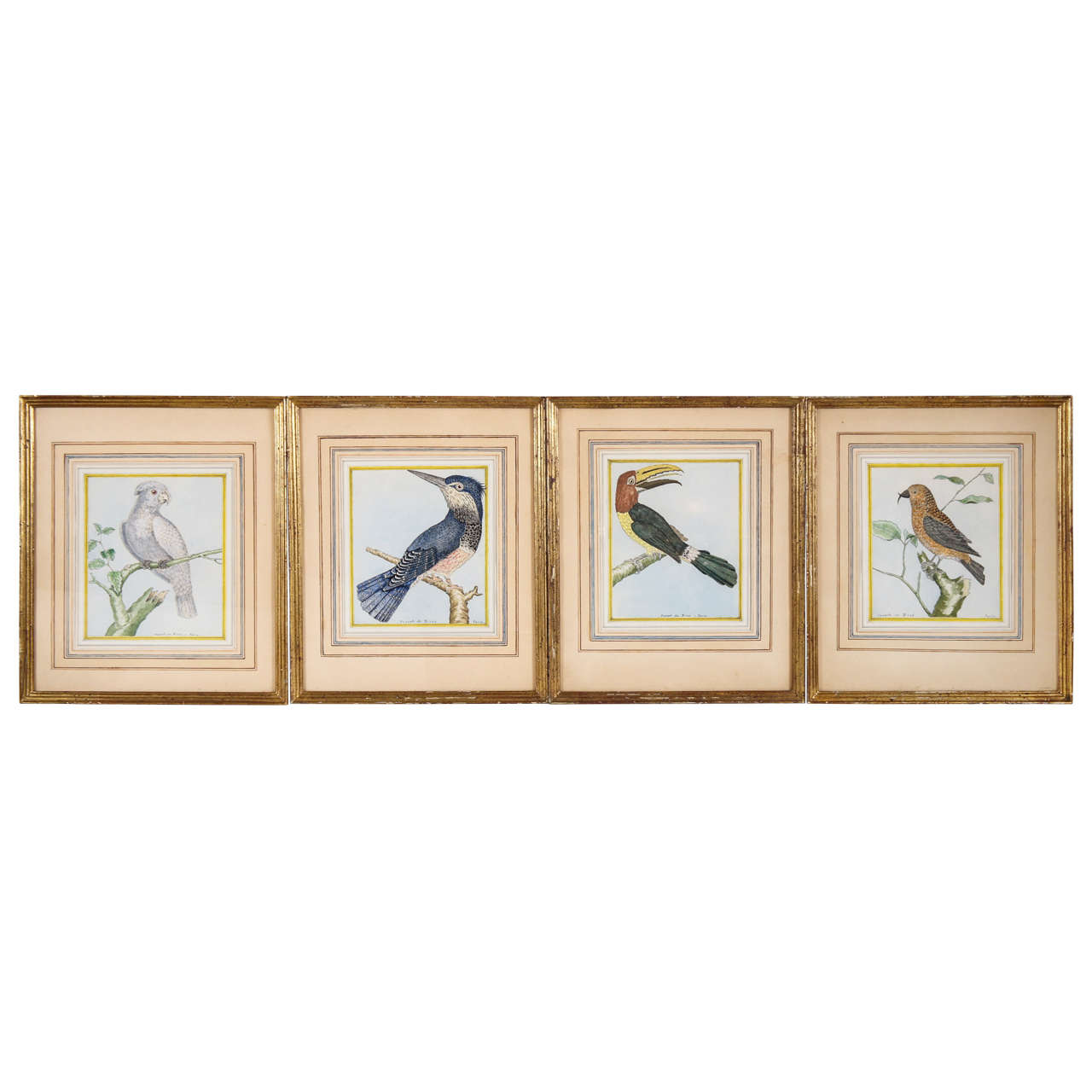 A Set of Four Bird Watercolors For Sale