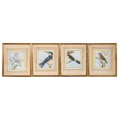 A Set of Four Bird Watercolors