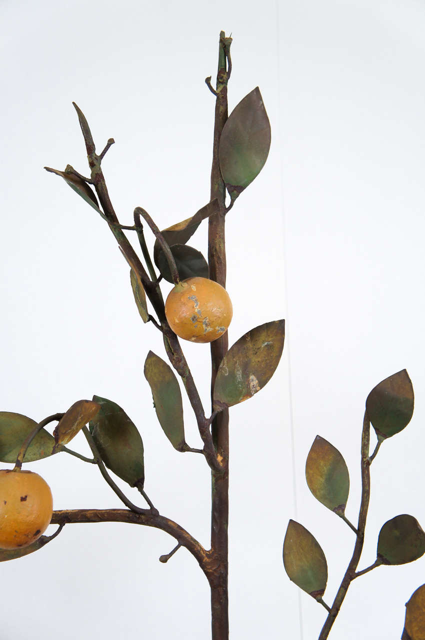 lemon topiary tree