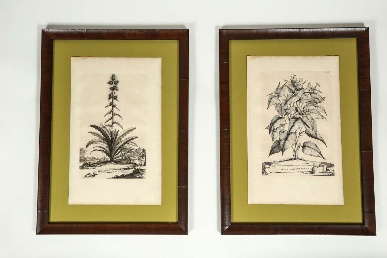 These rare and unusual antique copper engraving from the 1702 folio edition of “Naauwkeurige Beschryving Der Aardgewassen” by Abraham Munting. The works depict plants set in or floating above distant landscapes. The plants are larger than life, with