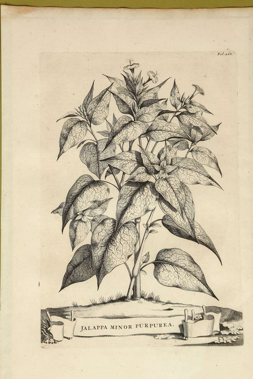 Dutch 18th Century Botanical Engravings For Sale