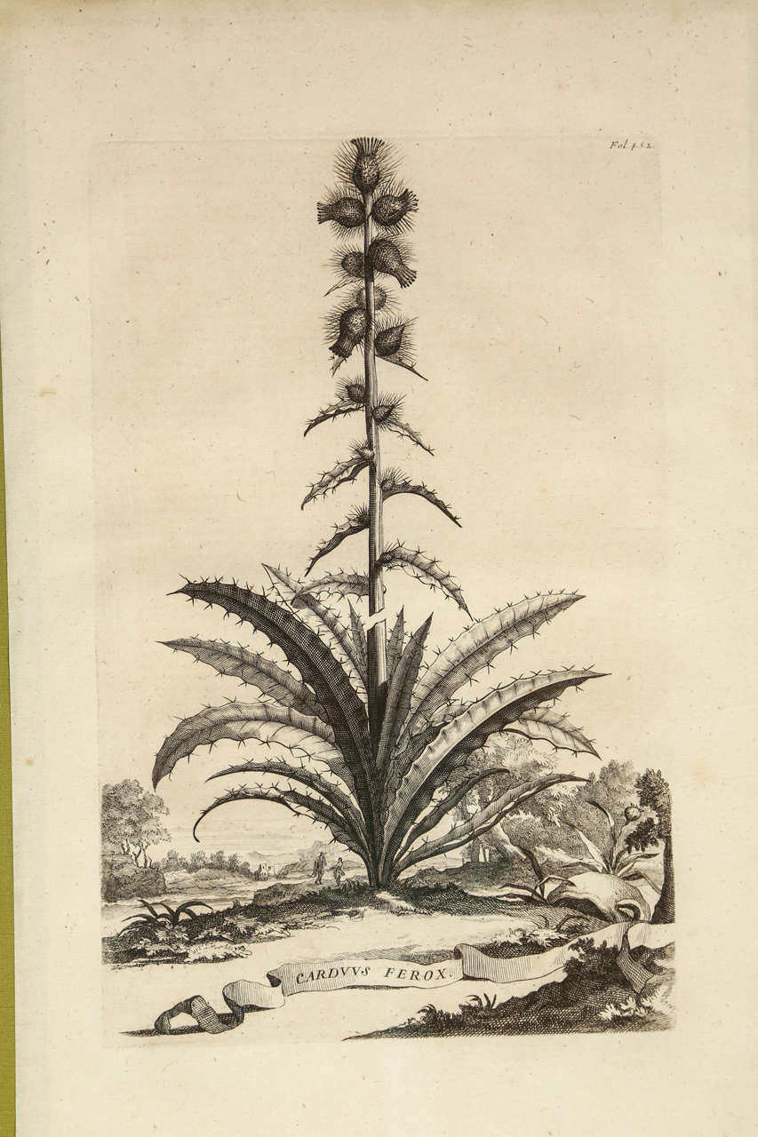 18th Century Botanical Engravings In Excellent Condition For Sale In Los Angeles, CA