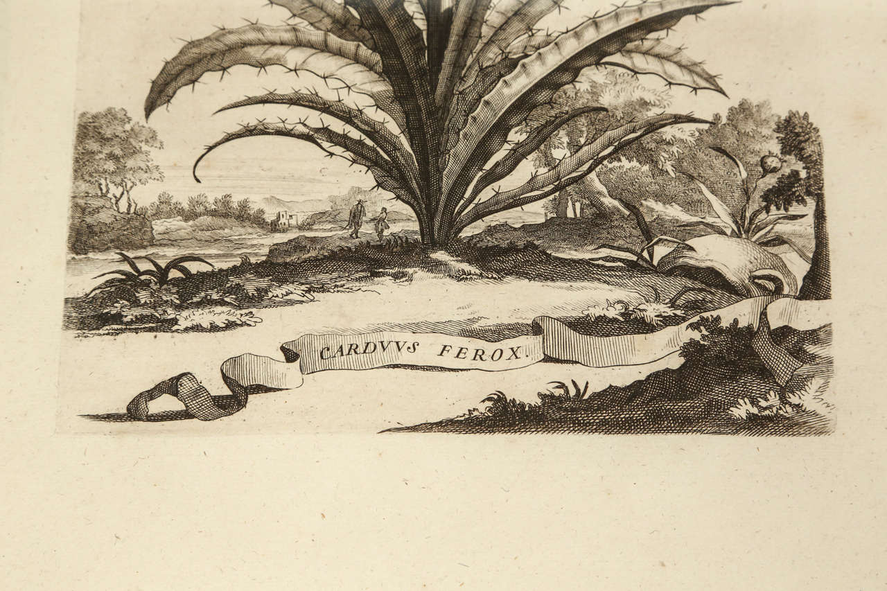 18th Century and Earlier 18th Century Botanical Engravings For Sale