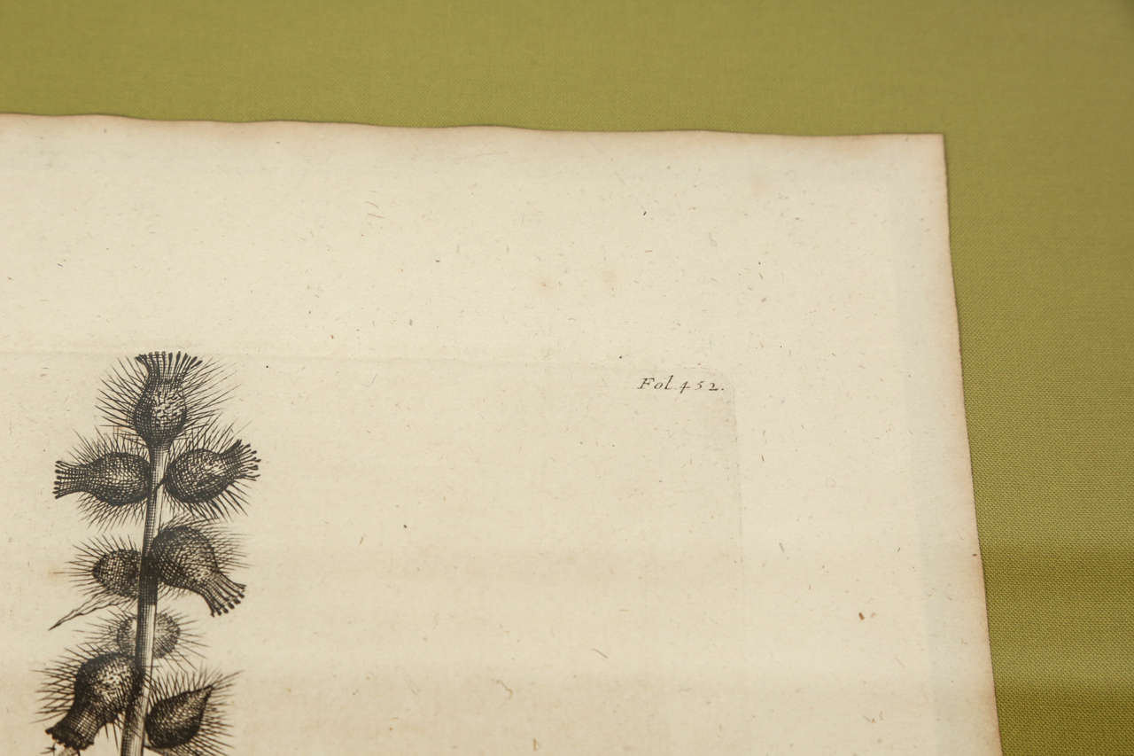18th Century Botanical Engravings For Sale 1