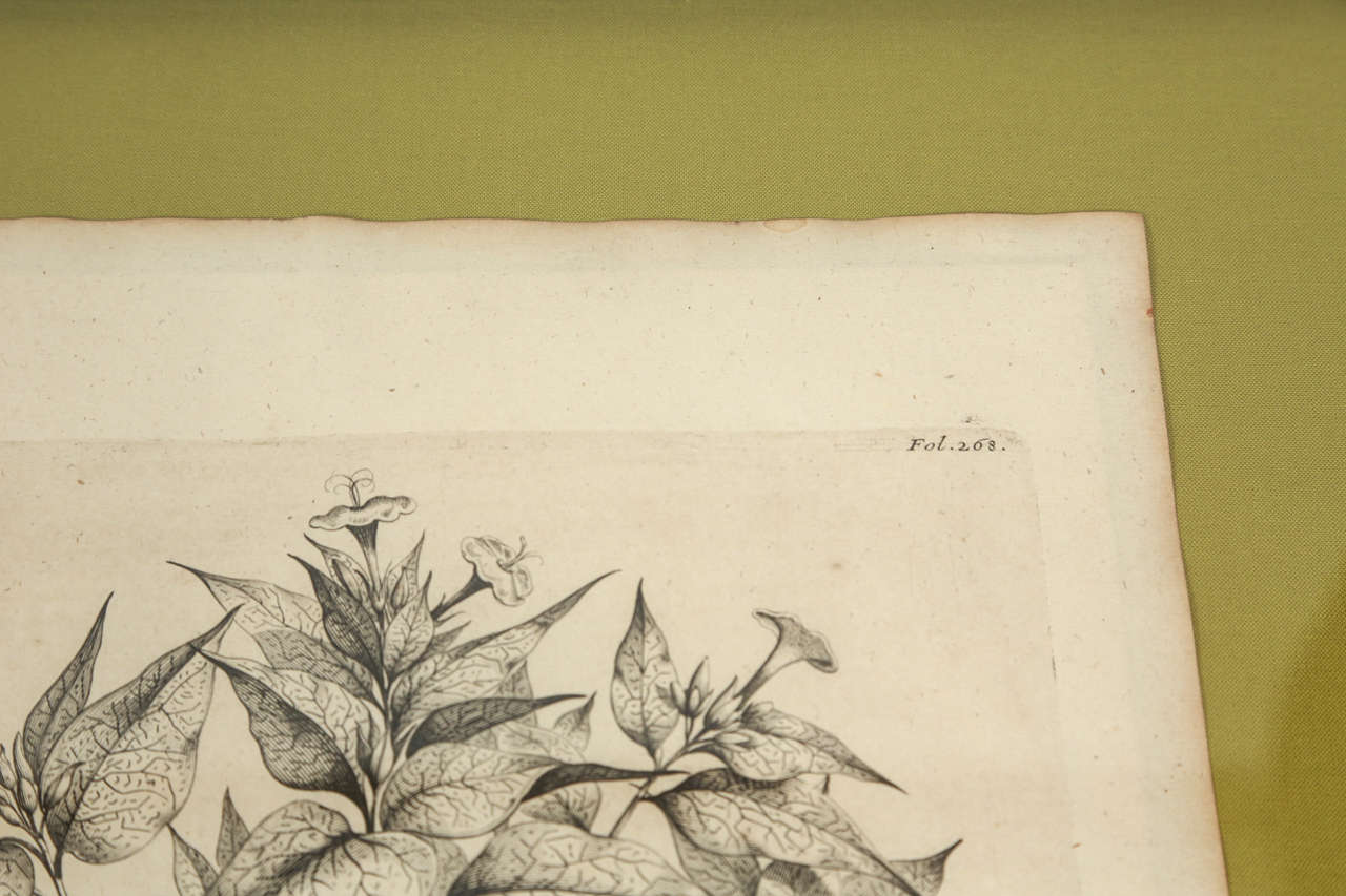 18th Century Botanical Engravings For Sale 2