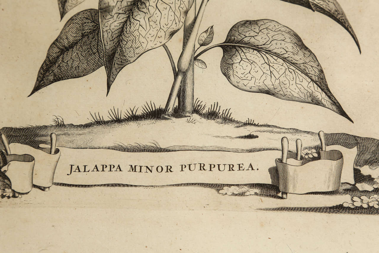 18th Century Botanical Engravings For Sale 3