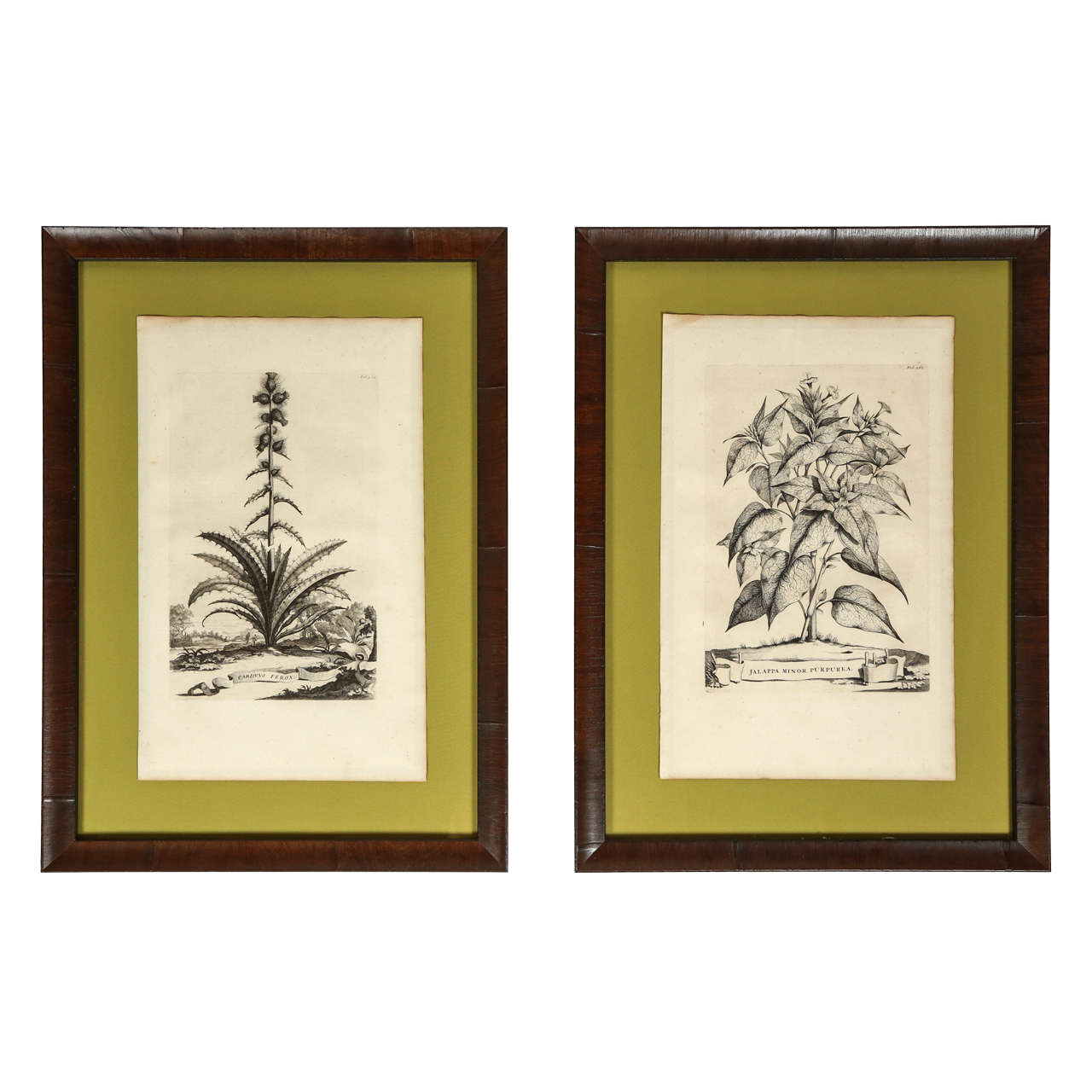 18th Century Botanical Engravings For Sale