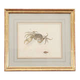 Chinese Export Crab Watercolor