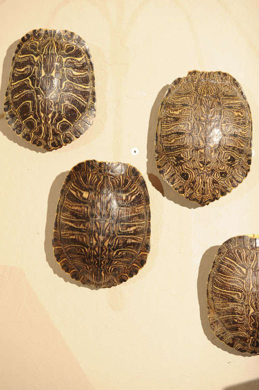 Set of Four Similar Tortoise Shells In Good Condition For Sale In San Francisco, CA