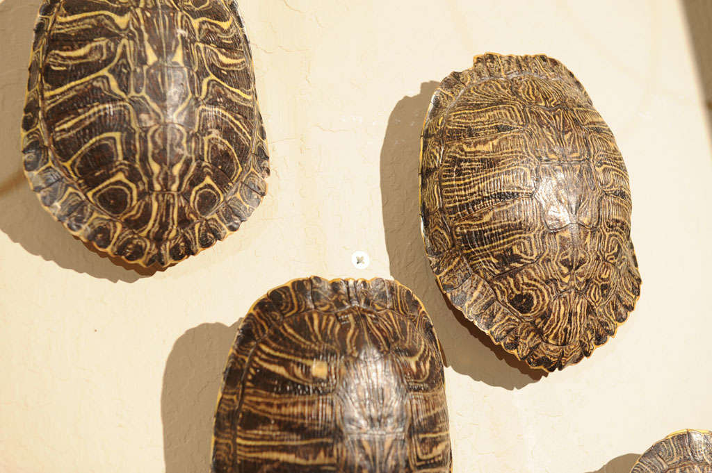 20th Century Set of Four Similar Tortoise Shells For Sale